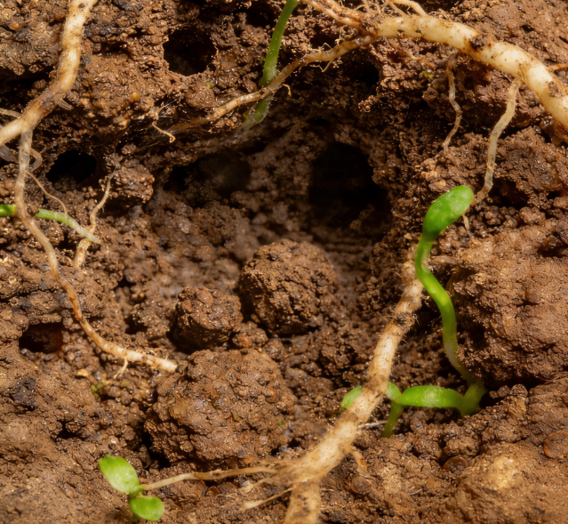 土壤水勢測定儀選國產？萊恩德耐鹽堿陶土頭 + 多探頭長度可定制